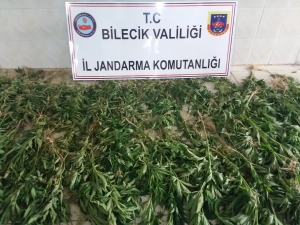 BİNLERCE KÖK KENEVİR YAKALANDI