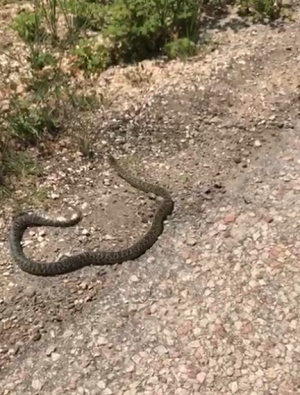 HAVALAR ISINDI YILANLARA DİKKAT