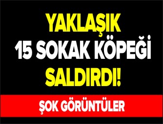 YAKLAŞIK 15 SOKAK KÖPEĞİ SALDIRDI!