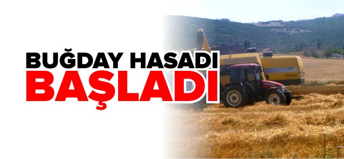 BUĞDAY HASADI BAŞLADI