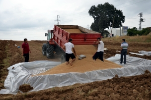 TMO BUĞDAY ALIMINA BAŞLADI