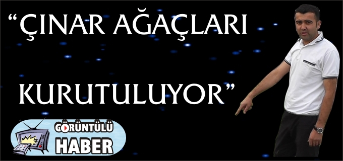 "ÇINAR AĞAÇLARI GÖZ GÖRE GÖRE KURUTULUYOR."