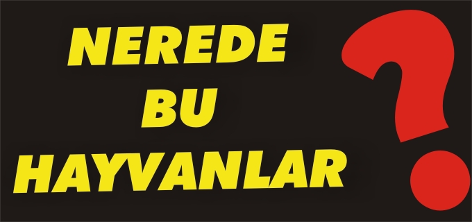 KÜÇÜKBAŞ HAYVAN HIRSIZLIĞI İDDİASI