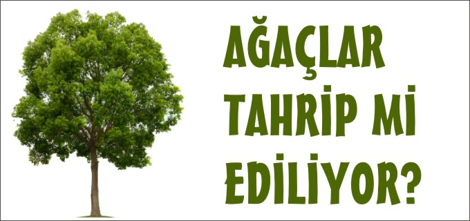 AĞAÇLAR TAHRİP Mİ EDİLİYOR?