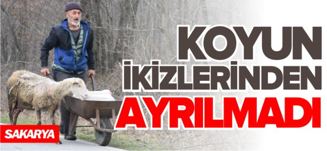 KOYUN İKİZLERİNDEN AYRILMADI