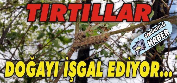 TIRTILLAR DOĞAYI İŞGAL EDİYOR