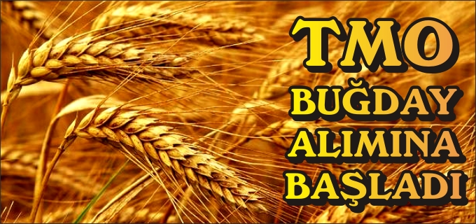 TMO BUĞDAY ALIMINA BAŞLADI