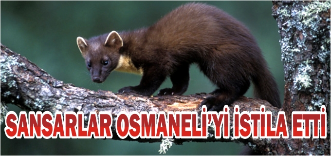 OSMANELİ’Yİ SANSARLAR İSTİLA ETTİ