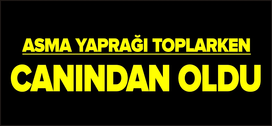 ASMA YAPRAĞI TOPLARKEN CANINDAN OLDU!