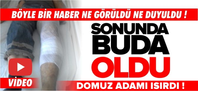 SONUNDA BUDA OLDU DOMUZ ADAMI ISIRDI !