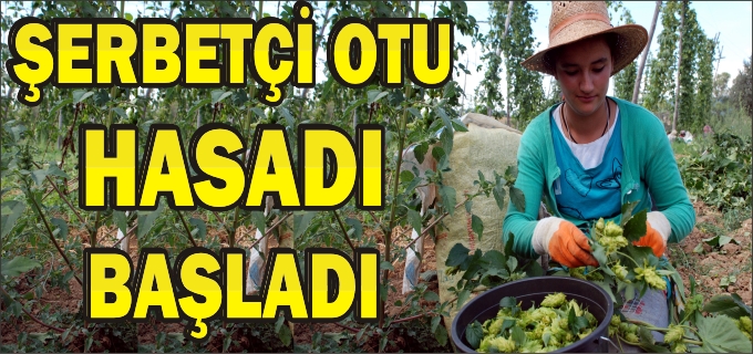 ŞERBETÇİ OTU HASADI BAŞLADI