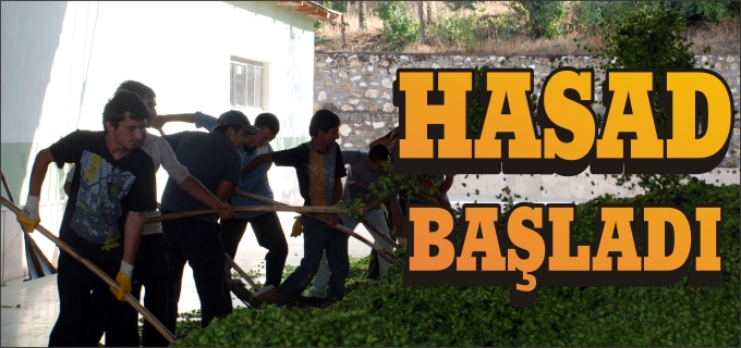 BİLECİK’TE ŞERBETÇİ OTU HASADI BAŞLADI