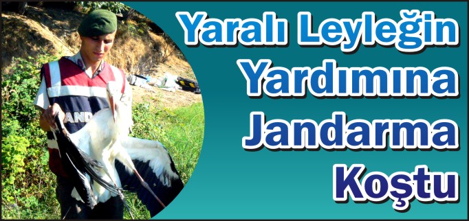 YARALI LEYLEĞİN YARDIMINA JANDARMA KOŞTU