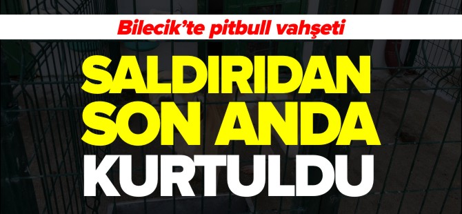 BİLECİK'TE PİTBULL VAHŞETİ