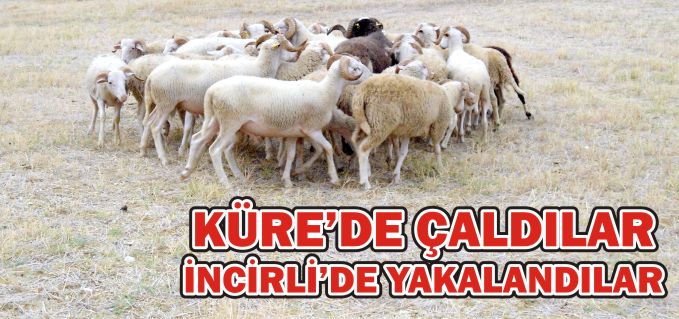 KÜRE’DE ÇALDILAR, İNCİRLİ’DE YAKALANDILAR