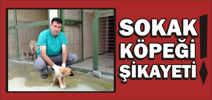 VATANDAŞLARIN SOKAK KÖPEKLERİ ŞİKAYETİ