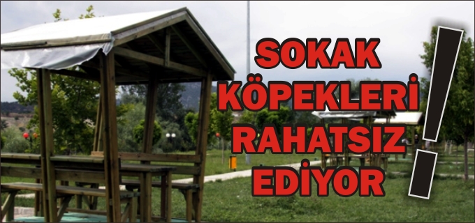 SOKAK KÖPEKLERİ RAHATSIZ EDİYOR