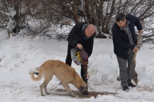 SAHİPSİZ KÖPEKLER BELEDİYENİN KORUMASINDA