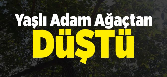 YAŞLI ADAM AĞAÇTAN DÜŞTÜ