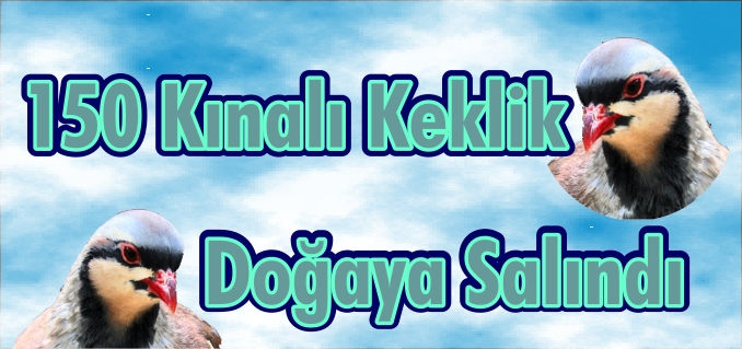 İNHİSAR’DA 150 KINALI KEKLİK DOĞAYA SALINDI