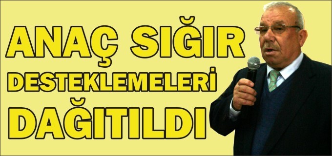 ANAÇ SIĞIR DESTEKLEMELERİ DAĞITILDI