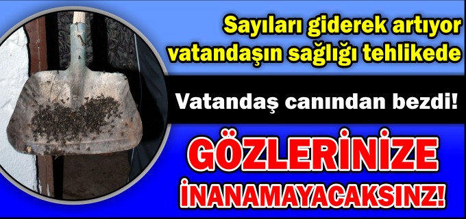 KARASİNEKLER KÖYLÜYÜ CANINDAN BEZDİRDİ