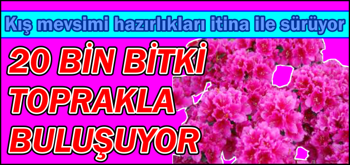 20 BİN BİTKİ TOPRAKLA BULUŞUYOR