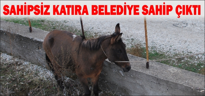 SAHİPSİZ KATIRA BELEDİYE SAHİP ÇIKTI