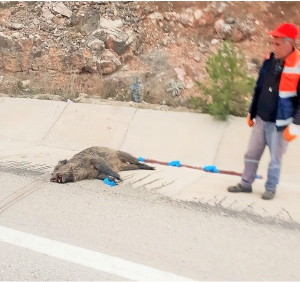 GÜLÜMBE RAMPALARINDA DOMUZA ÇARPTI