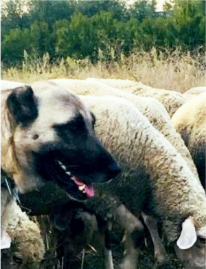 KANGAL ÇALINDI BULANA KUZU ÖDÜL