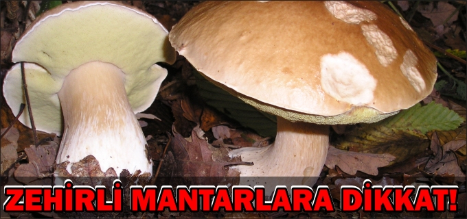 ZEHİRLİ MANTARLARA DİKKAT!