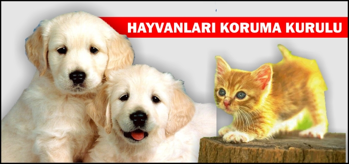 "HAYVAN SEVGİSİNİN AŞILANMASI EĞİTİMLE DÜZELECEKTİR"