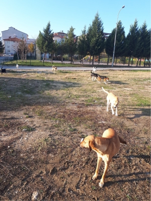 BAŞIBOŞ KÖPEKLERDEN ŞİKAYET ARTTI