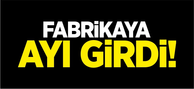 FABRİKAYA AYI GİRDİ