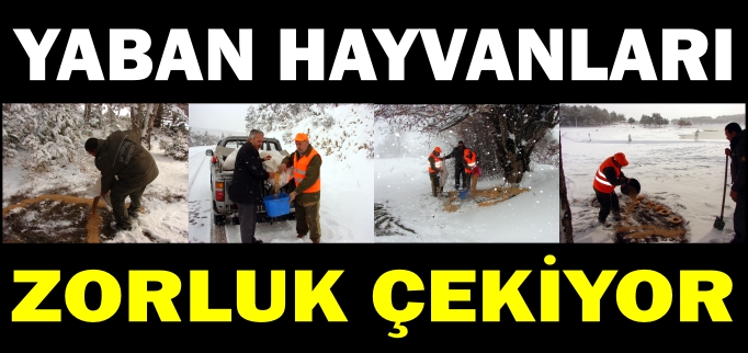YABAN HAYVANLARI ZORLUK ÇEKİYOR