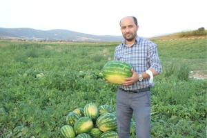 Osmaneli karpuzunun hasadı başladı