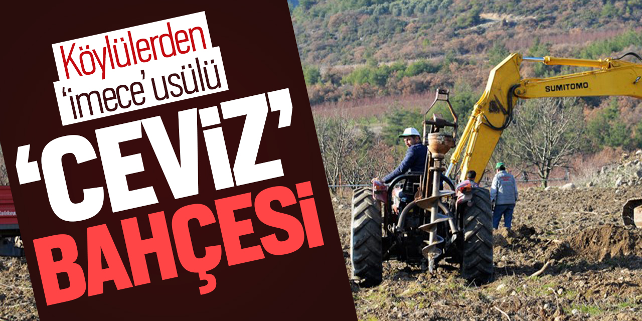 Köylülerden imece usulü ''ceviz'' bahçesi