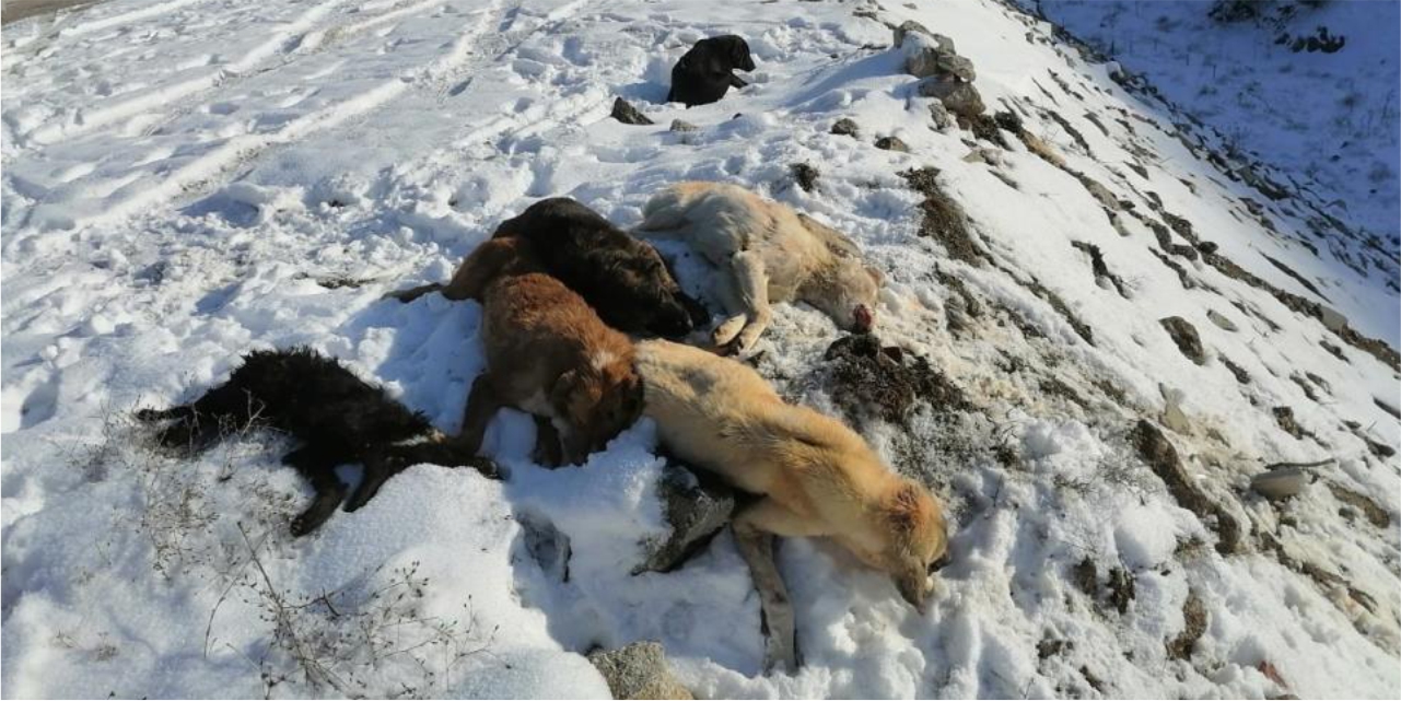 Köpekleri bayıltıp ölüme terk ettiler