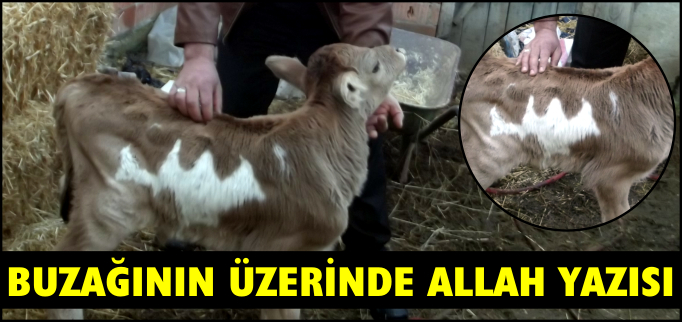 BUZAĞININ ÜZERİNDE ALLAH YAZISI