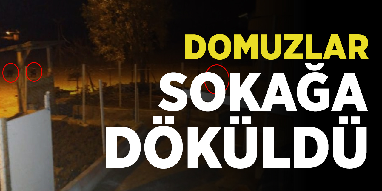 Bilecik'te domuzlar sokağa döküldü!