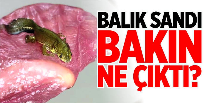 Balık sandı bakın ne çıktı?