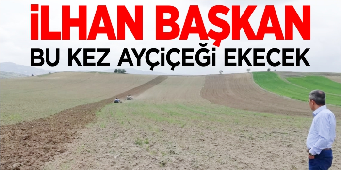 İlhan Başkan bu kez ayçiçeği ekecek