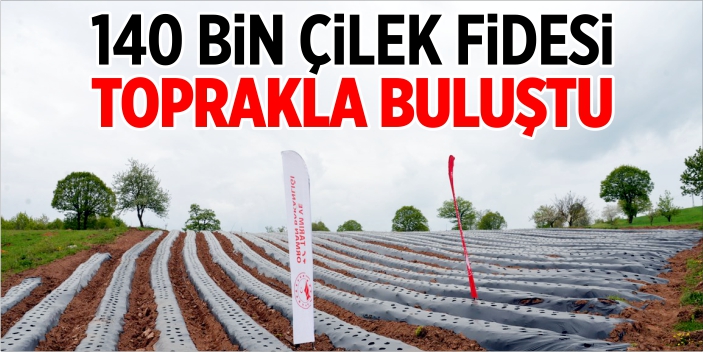 140 bin çilek fidesi toprakla buluştu