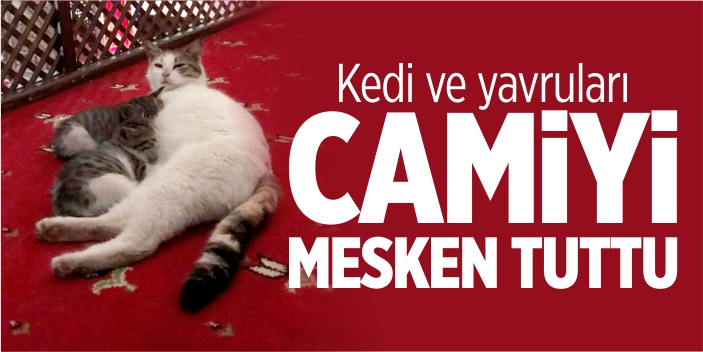 Kedi ve yavruları camiyi mesken tuttu