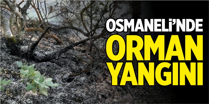 Osmaneli'nde orman yangını