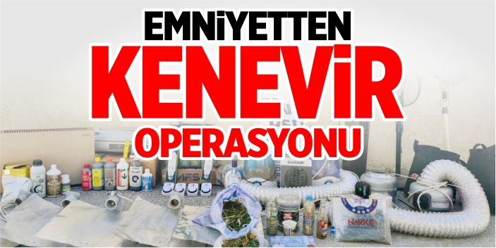 Emniyetten kenevir operasyonu!