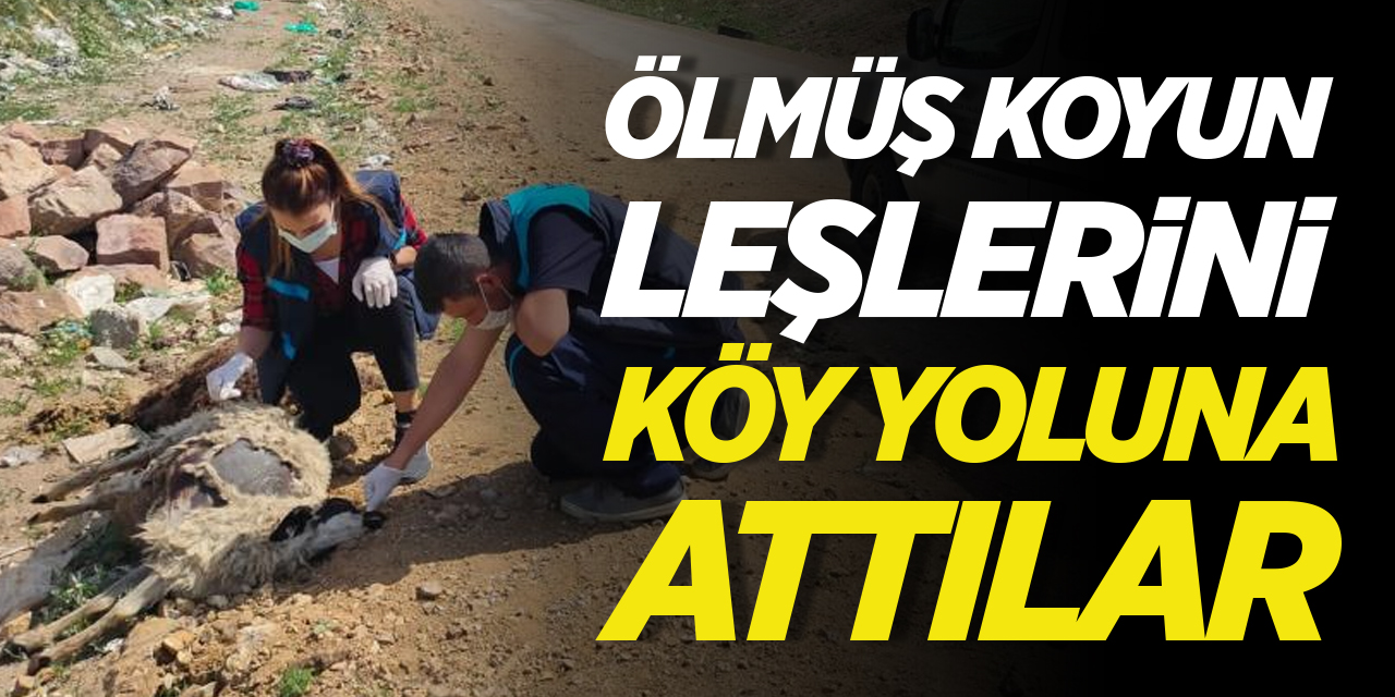 Ölmüş koyun leşlerini köy yollarına attılar