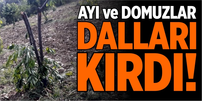 Ayı ve domuzlar dalları kırdı