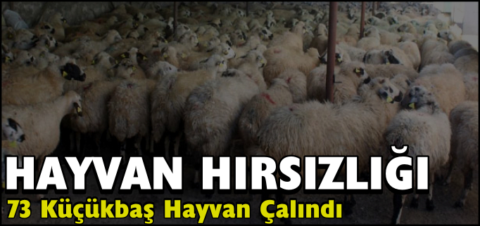 73 KÜÇÜKBAŞ HAYVAN ÇALINDI