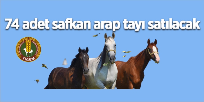 74 adet safkan arap tayı satılacak